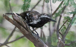 Northern White-fringed Antwren