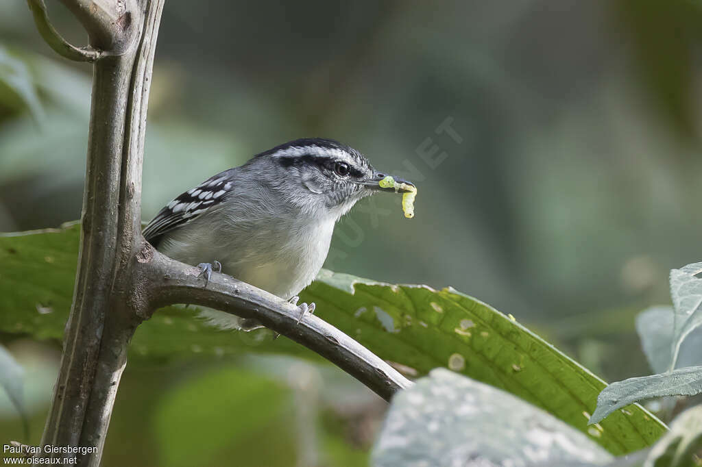 Creamy-bellied Antwren male adult, identification