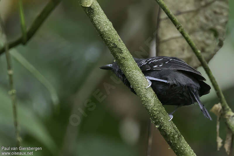 Black Antbird male adult, identification