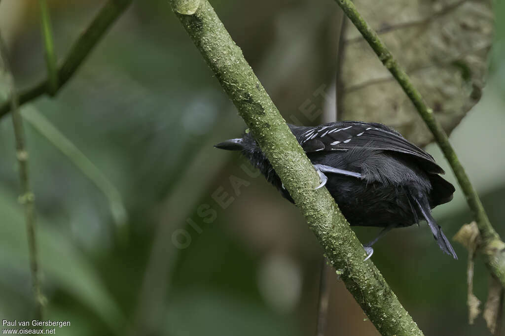 Black Antbird male adult, identification