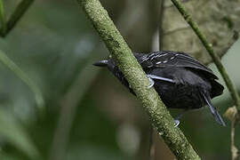 Black Antbird