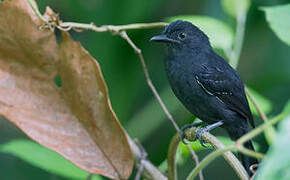 Blackish Antbird