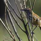 Grisin roux