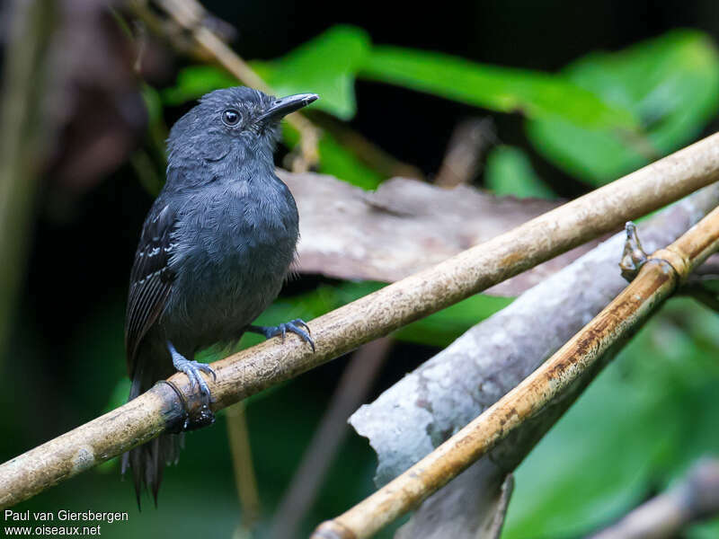 Dusky Antbird male adult