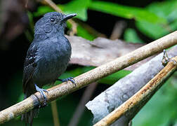 Dusky Antbird