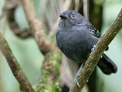 Dusky Antbird