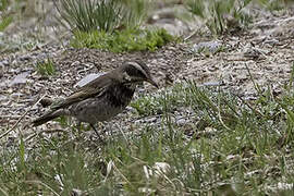 Dusky Thrush