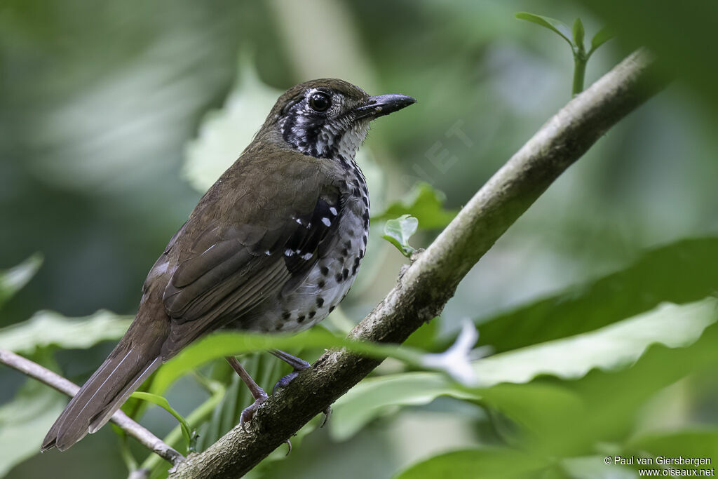 Spot-winged Thrushadult