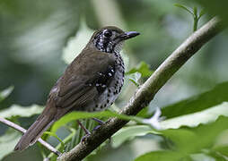 Spot-winged Thrush