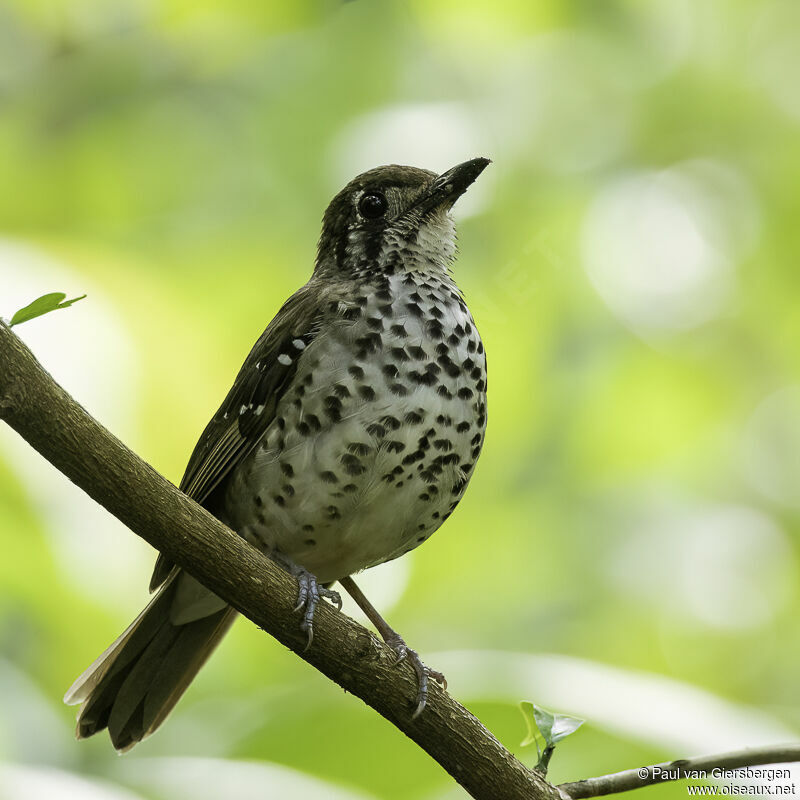 Spot-winged Thrushadult