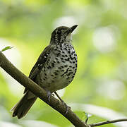 Spot-winged Thrush