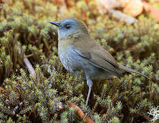 Black-billed Nightingale-Thrush