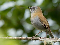 Black-billed Nightingale-Thrush