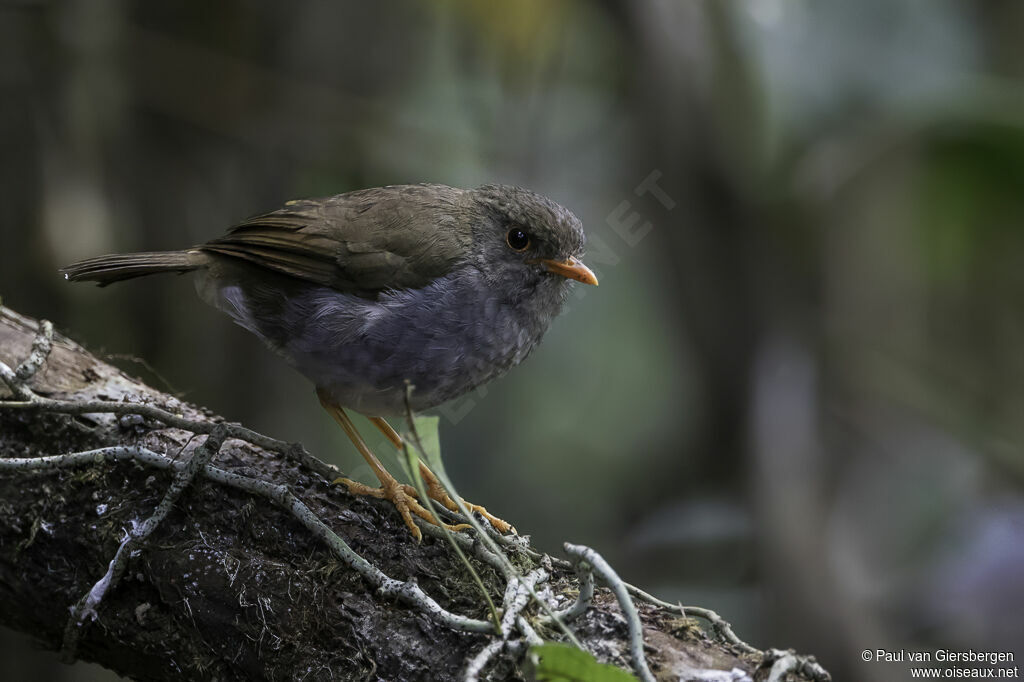 Orange-billed Nightingale-Thrushadult