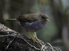 Orange-billed Nightingale-Thrush