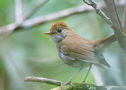 Ruddy-capped Nightingale-Thrush