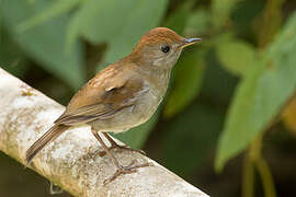 Ruddy-capped Nightingale-Thrush