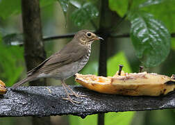 Swainson's Thrush