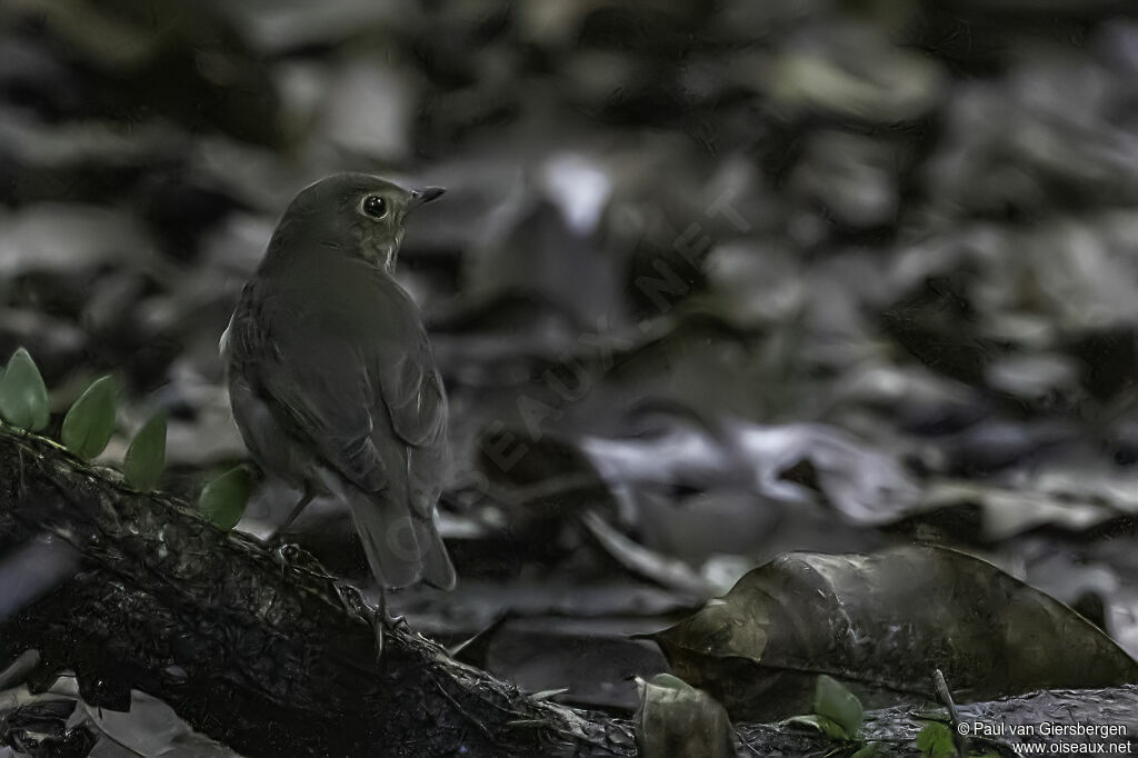 Swainson's Thrush