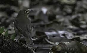 Swainson's Thrush