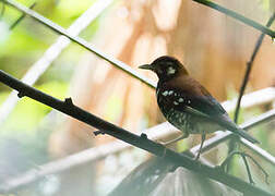 Red-backed Thrush