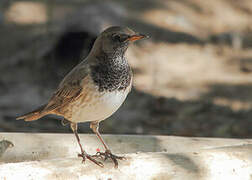 Black-throated Thrush