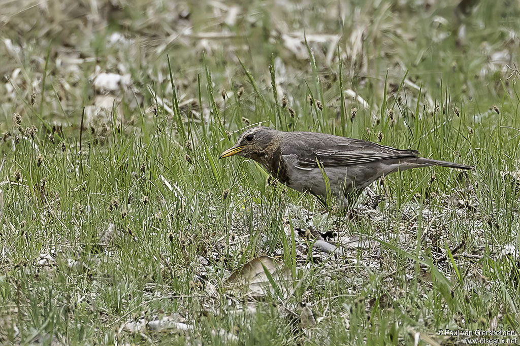 Red-throated ThrushFirst year