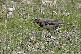 Red-throated Thrush