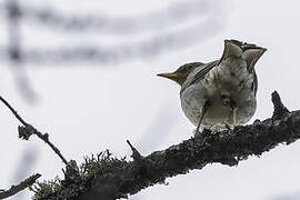 Red-throated Thrush