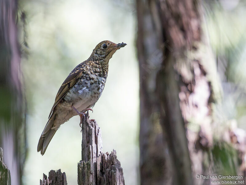 Bassian Thrush