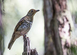 Bassian Thrush