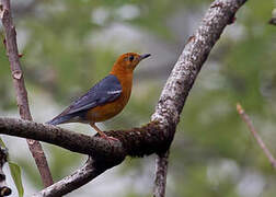 Orange-headed Thrush