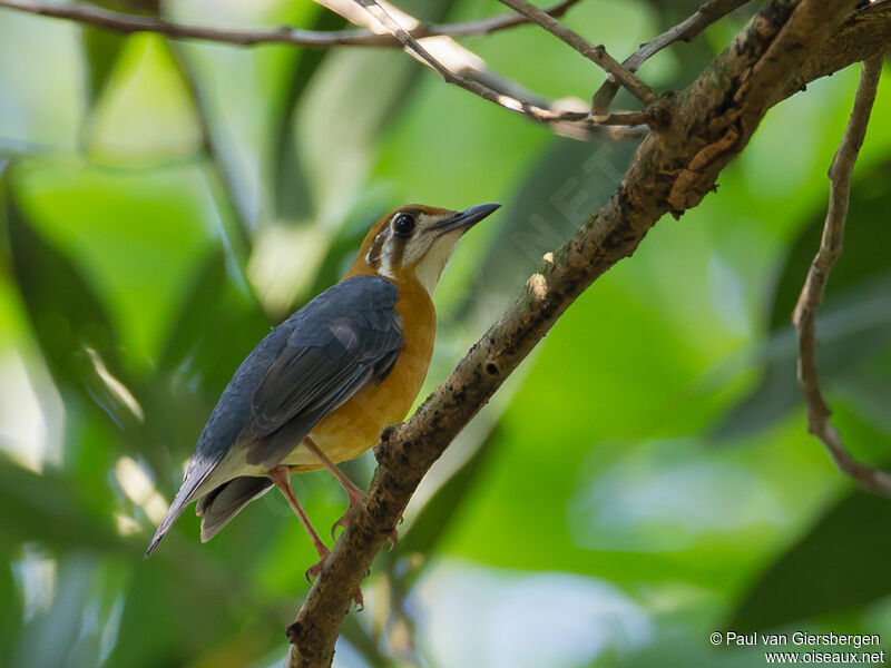 Orange-headed Thrush