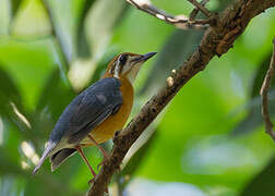 Orange-headed Thrush