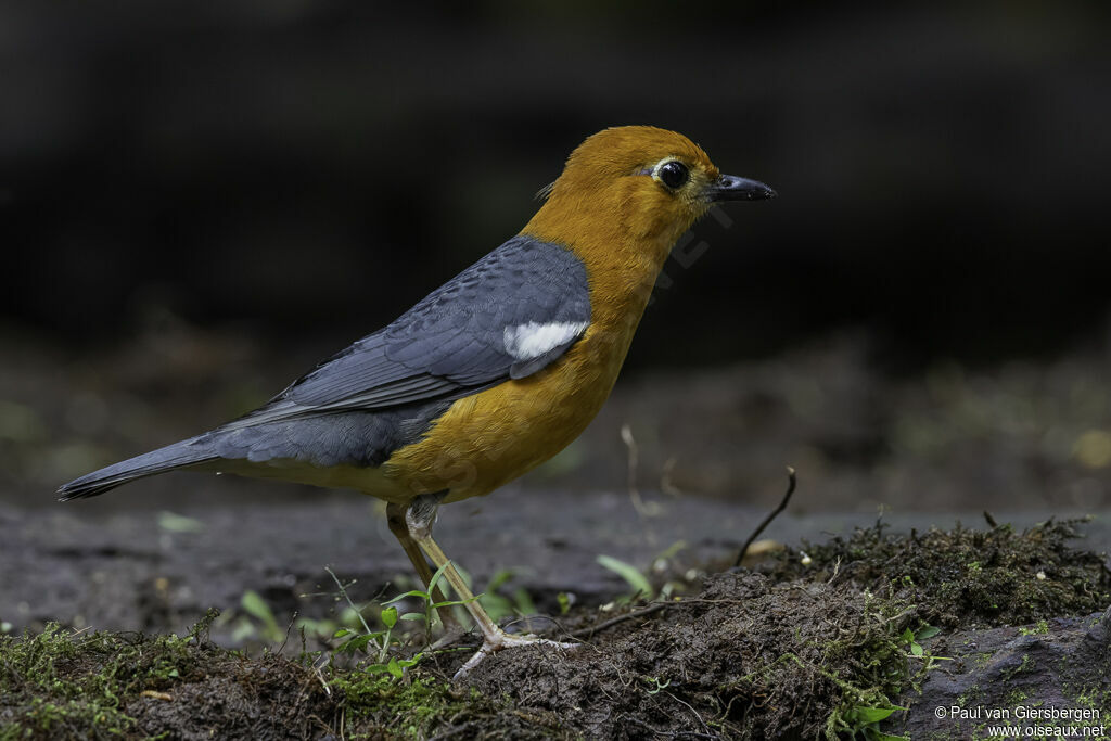 Orange-headed Thrushadult