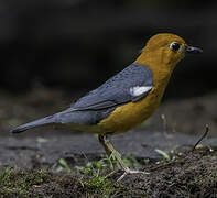 Orange-headed Thrush