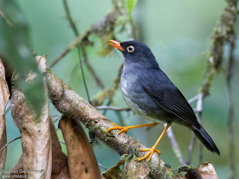 Grive ardoiséeadulte nuptial, identification