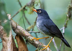 Slaty-backed Nightingale-Thrush