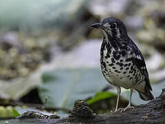 Ashy Thrush