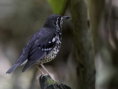 Ashy Thrush