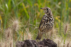 Ethiopian Thrush