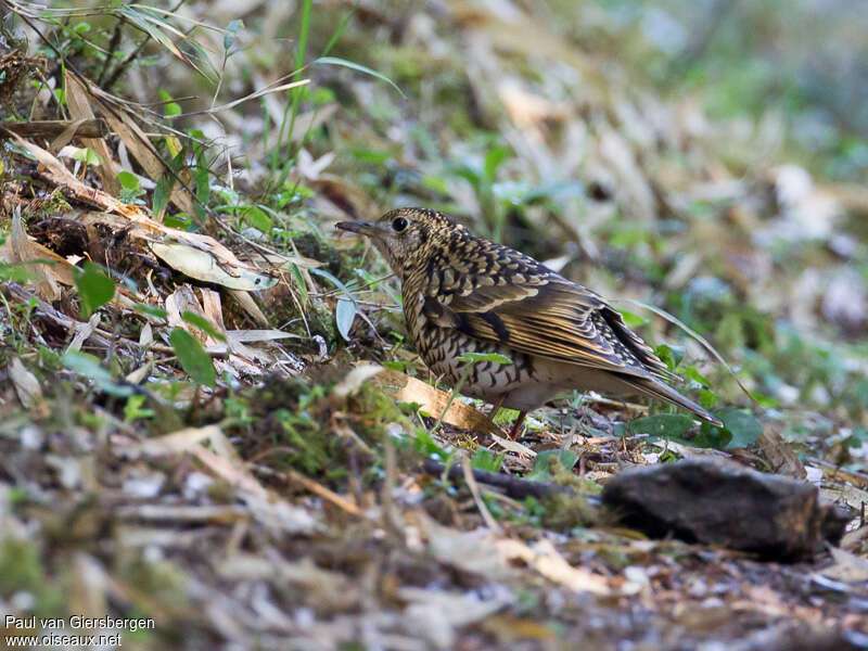 Scaly Thrush, habitat, pigmentation, fishing/hunting