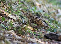 Scaly Thrush