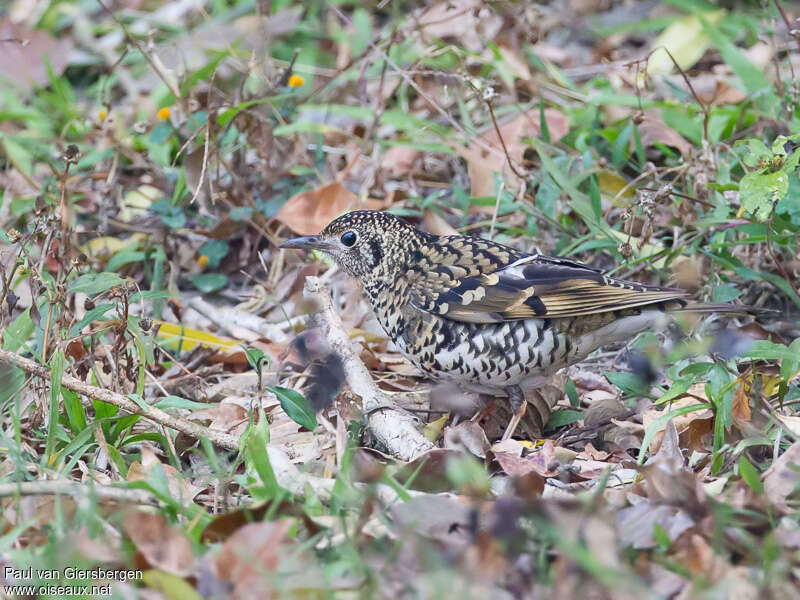 Scaly Thrush, habitat, pigmentation, walking, fishing/hunting