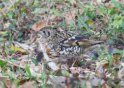 Scaly Thrush