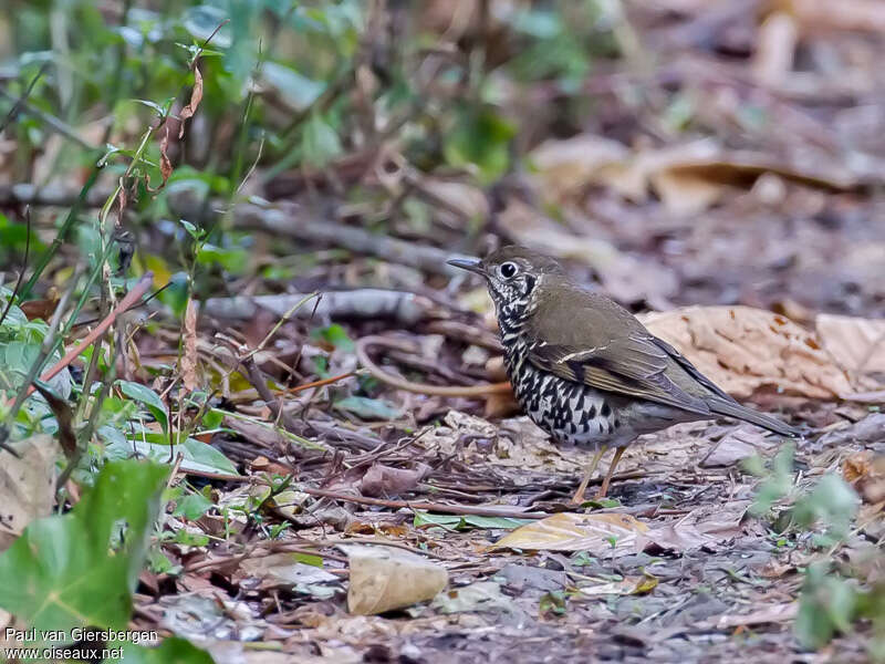 Long-tailed Thrush