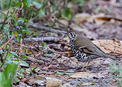 Long-tailed Thrush