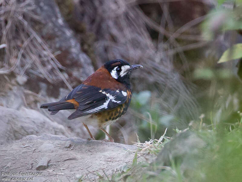 Grive de Dohertyadulte, identification