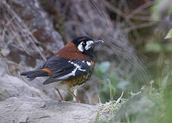 Chestnut-backed Thrush