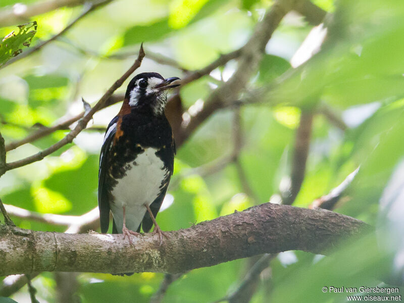 Chestnut-backed Thrush